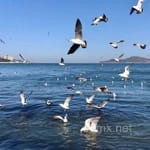 Avatar de Tomás Ledezma